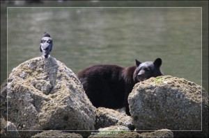 Bear Watching Tour Tofino  
