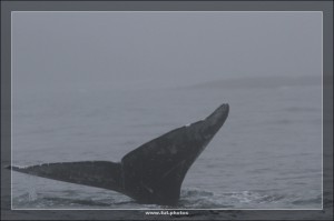 Whale Watching Tour Tofino  
