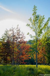 Acadia NP