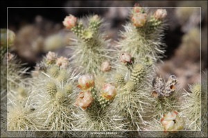 Saguaro NP West