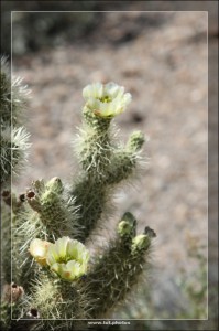 Saguaro NP West
