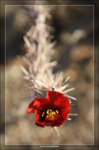 Saguaro NP West