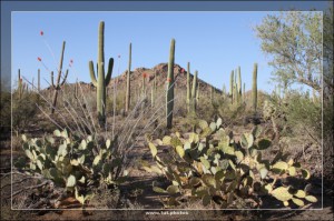 Saguaro NP West
