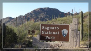 Saguaro NP