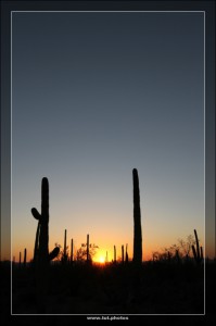 Saguaro NP West