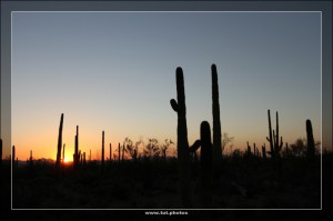 Saguaro NP West