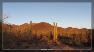 Saguaro NP West