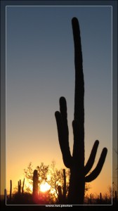 Saguaro NP West