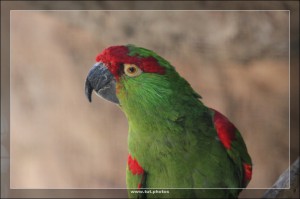 Papagei