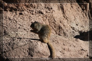 Squirrel