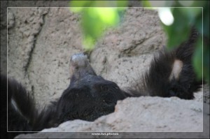 SchwarzbÃ¤r
