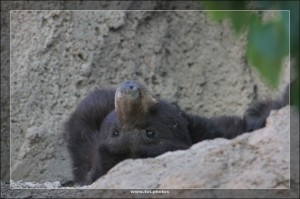 SchwarzbÃ¤r