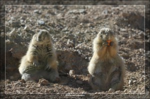 ErdmÃ¤nnchen