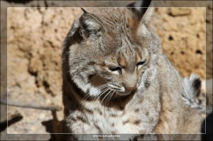 Luchs