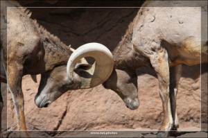 Arizona-Sonora Desert Museum