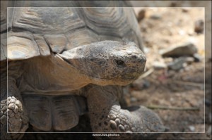 GopherschildkrÃ¶te