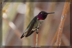 Kolibri