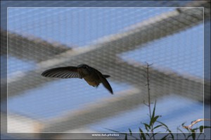 Kolibri