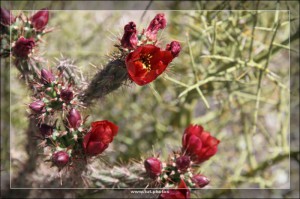 Saguaro NP West