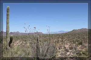 Saguaro NP East