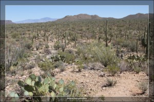 Saguaro NP East