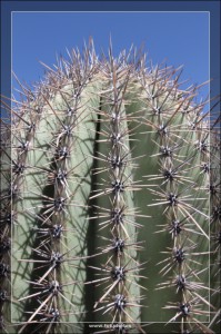 Saguaro
