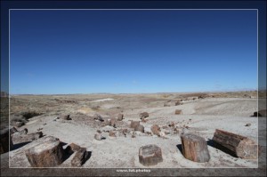 Petrified Forest NP