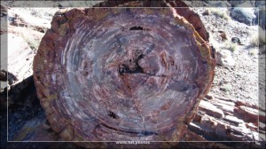 Petrified Forest NP